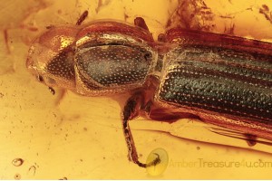 TROGOSSITIDAE Temnoscheila Bark-Gnawing Beetle in BALTIC AMBER 1439