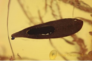 Nice Looking Small LEAF Inclusion in BALTIC AMBER 1449