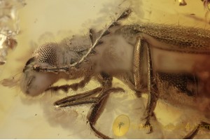 Fossil BEETLE w SERRATE Antennae in BALTIC AMBER 1445