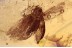 LEPIDOPTERA Spread Wings MOTH in BALTIC AMBER 1454