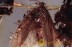 Huge LEPIDOPTERA Nice MOTH in BALTIC AMBER 1453