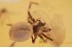 THOMISIDAE Crab Spider Fossi Inclusion in BALTIC AMBER 1480