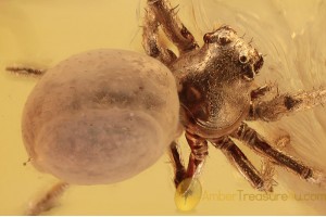 THOMISIDAE Crab Spider Fossi Inclusion in BALTIC AMBER 1480