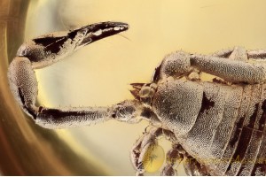 CHELIFERIDAE Superb Looking PSEUDOSCORPION in BALTIC AMBER 1484