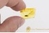 LEPIDOPTERA Nice Moth Fossil Insect BALTIC AMBER 1492