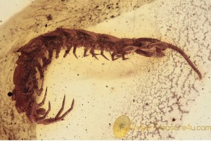 LITHOBIIDAE Stone Centipede in BALTIC AMBER 1501