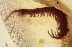 LITHOBIIDAE Stone Centipede in BALTIC AMBER 1501
