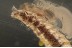 Fossil SUPERB Beetle larvae Inclusion in BALTIC AMBER 1497