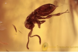 CERAPHRONIDAE Conostigmus Wingless Wasp BALTIC AMBER 1502