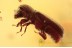 BOSTRICHIDAE Dinoderinae Twig Borer Beetle BALTIC AMBER 1503