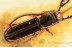 PASSANDRIDAE Parasitic Flat Bark Beetle BALTIC AMBER 1504