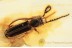 PASSANDRIDAE Parasitic Flat Bark Beetle BALTIC AMBER 1504