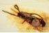 PASSANDRIDAE Parasitic Flat Bark Beetle BALTIC AMBER 1504