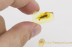 PASSANDRIDAE Parasitic Flat Bark Beetle BALTIC AMBER 1504