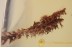 Great Unusual MOSS TWIG Inclusion in BALTIC AMBER 1510