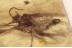 LEPIDOPTERA Nice Moth & Cockroach in BALTIC AMBER 1520