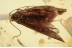 LEPIDOPTERA Great Moth Fossil Insect in BALTIC AMBER 1521