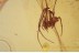MIMETIDAE Nice Looking Pirate SPIDER in BALTIC AMBER 1526