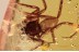 TROCHANTERIIDAE Nice Looking SPIDER in BALTIC AMBER 1525