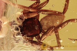 TROCHANTERIIDAE Nice Looking SPIDER in BALTIC AMBER 1525