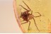 TROCHANTERIIDAE Nice Looking SPIDER in BALTIC AMBER 1525