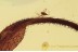 SUPERB Long PETAL 10mm & Mite Inclusion BALTIC AMBER 1527