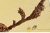 MOSS TWIGS BUNCH & Parasitic Wasp Inclusion BALTIC AMBER 1529