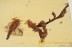 MOSS TWIGS BUNCH & Parasitic Wasp Inclusion BALTIC AMBER 1529