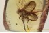 SYMPHOROMYIA Nice Predatory Snipe Fly Inclusion BALTIC AMBER 1530