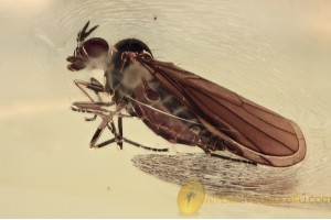 EMPIDIDAE Nice Dance Fly Inclusion BALTIC AMBER 1532