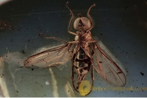 EMPIDIDAE Spread Wings Dance Fly in BALTIC AMBER 1534