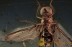 EMPIDIDAE Spread Wings Dance Fly in BALTIC AMBER 1534