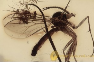 MYCETOPHILIDAE Great Fungus Gnat in BALTIC AMBER 1535