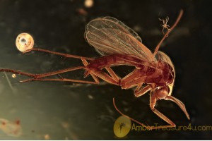 MYCETOPHILIDAE Great Fungus Gnat in BALTIC AMBER 1536
