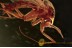 MYCETOPHILIDAE Great Fungus Gnat in BALTIC AMBER 1536