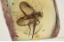 SYMPHOROMYIA Nice Predatory Snipe Fly Inclusion BALTIC AMBER 1530