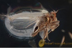 HYBOTIDAE Dance Fly Inclusion BALTIC AMBER 1537