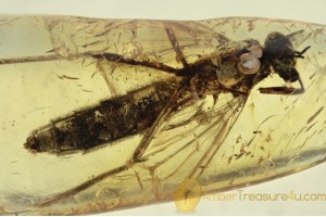XYLOPHAGIDAE  Large Rare Fly Inclusion in BALTIC AMBER  1531