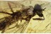 XYLOPHAGIDAE  Large Rare Fly Inclusion in BALTIC AMBER  1531