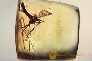 TANYDERIDAE Macrochile Primitive Crane Fly in BALTIC AMBER 1533