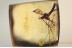 TANYDERIDAE Macrochile Primitive Crane Fly in BALTIC AMBER 1533