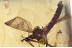 TANYDERIDAE Macrochile Primitive Crane Fly in BALTIC AMBER 1533