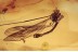 LIMONIIDAE Limnophila Nice Crane Fly in BALTIC AMBER 1542