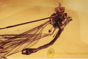 LIMONIIDAE Limnophila Nice Crane Fly in BALTIC AMBER 1542