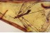 TIPULIDAE Large Great CRANE FLY in BALTIC AMBER 1538