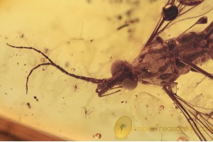TIPULIDAE Large Great CRANE FLY in BALTIC AMBER 1538
