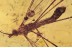 TIPULIDAE Large Great CRANE FLY in BALTIC AMBER 1538