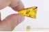 TIPULIDAE Large Great CRANE FLY in BALTIC AMBER 1538