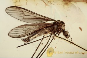 LIMONIIDAE Trichoneura Nice Crane Fly in BALTIC AMBER 1541