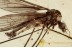 LIMONIIDAE Trichoneura Nice Crane Fly in BALTIC AMBER 1541